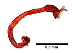 Achelia spinosa image