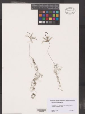 Image of Utricularia radiata