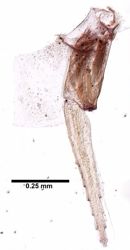 Hyalella inermis image