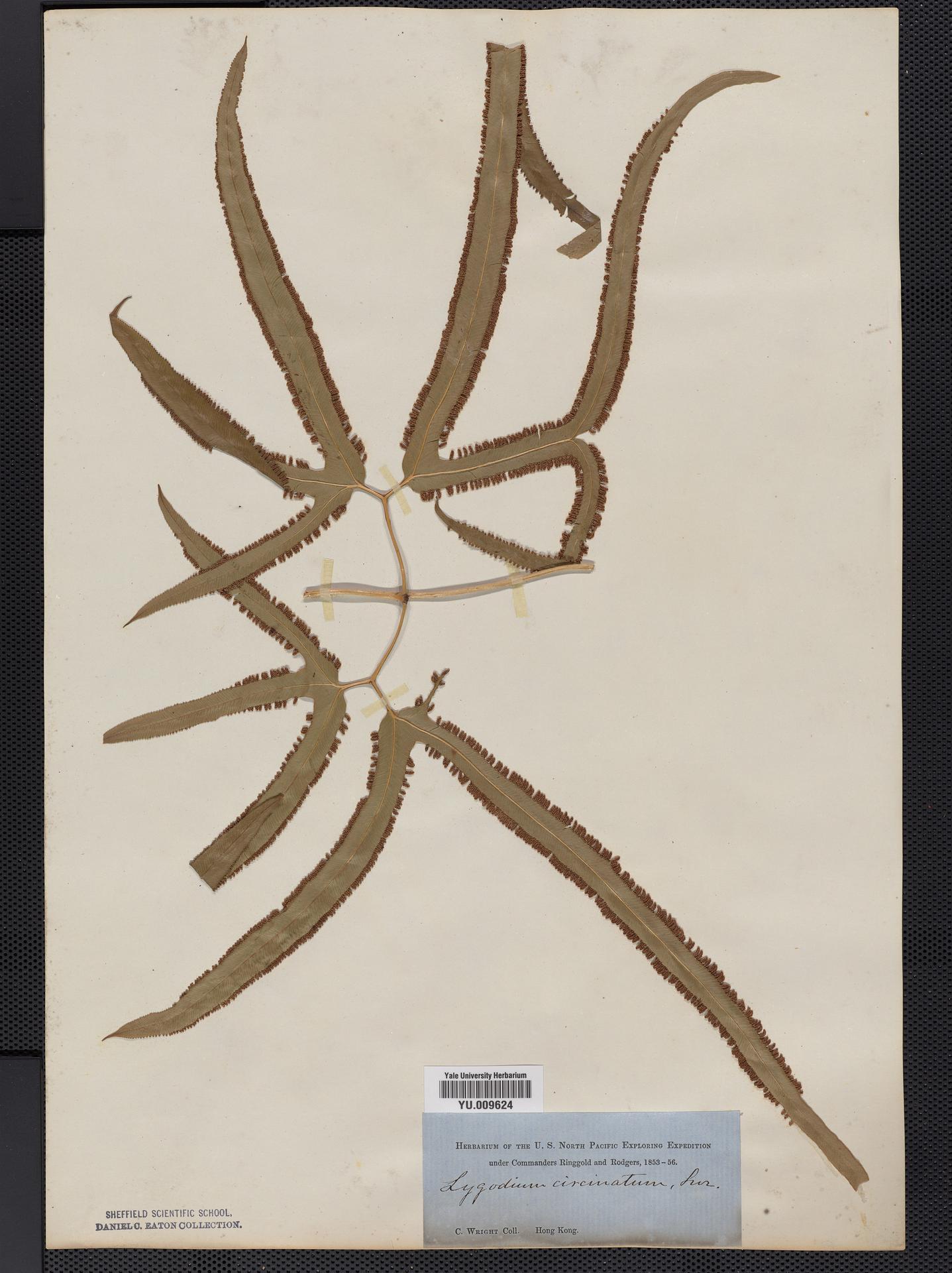 Lygodium circinatum image