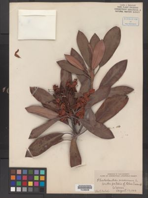 Rhododendron maximum image