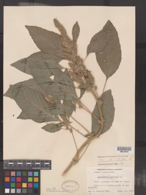 Image of Amaranthus retroflexus