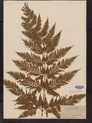 Pteris tremula image