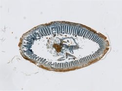 Phoronopsis harmeri image