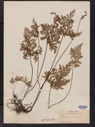 Hypolepis rugosula subsp. villoso-viscida image