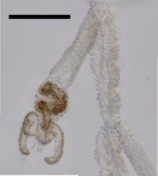 Athorybia rosacea image