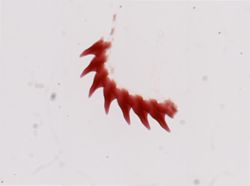 Flabellina salmonacea image