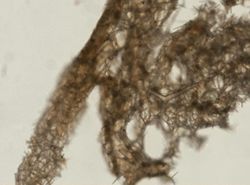 Leucetta floridana image