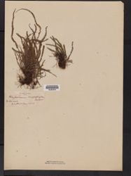 Acrosorus streptophyllus image