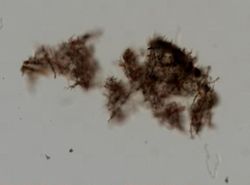 Callyspongia macrodactyla image