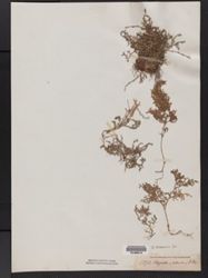 Selaginella adunca image