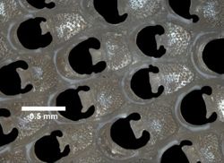 Steginoporella magnilabris image