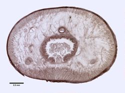 Amphiporus gelatinosus image