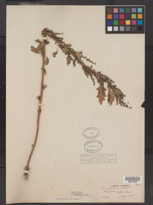 Chenopodium urbicum image