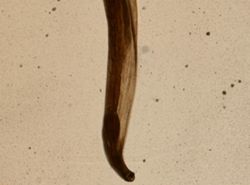 Necator americanus image