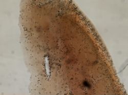 Chondrilla nucula image