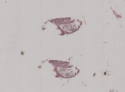 Crepidula convexa image