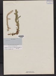 Selaginella cruciformis image