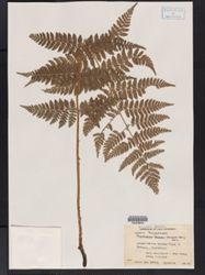 Dryopteris spinulosa image
