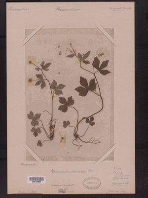 Ranunculus recurvatus image