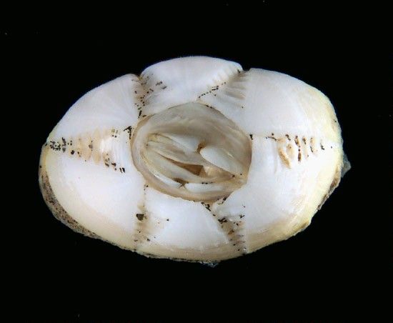 Chelonibia testudinaria image