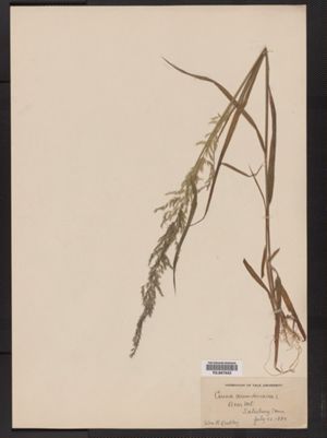 Cinna arundinacea image