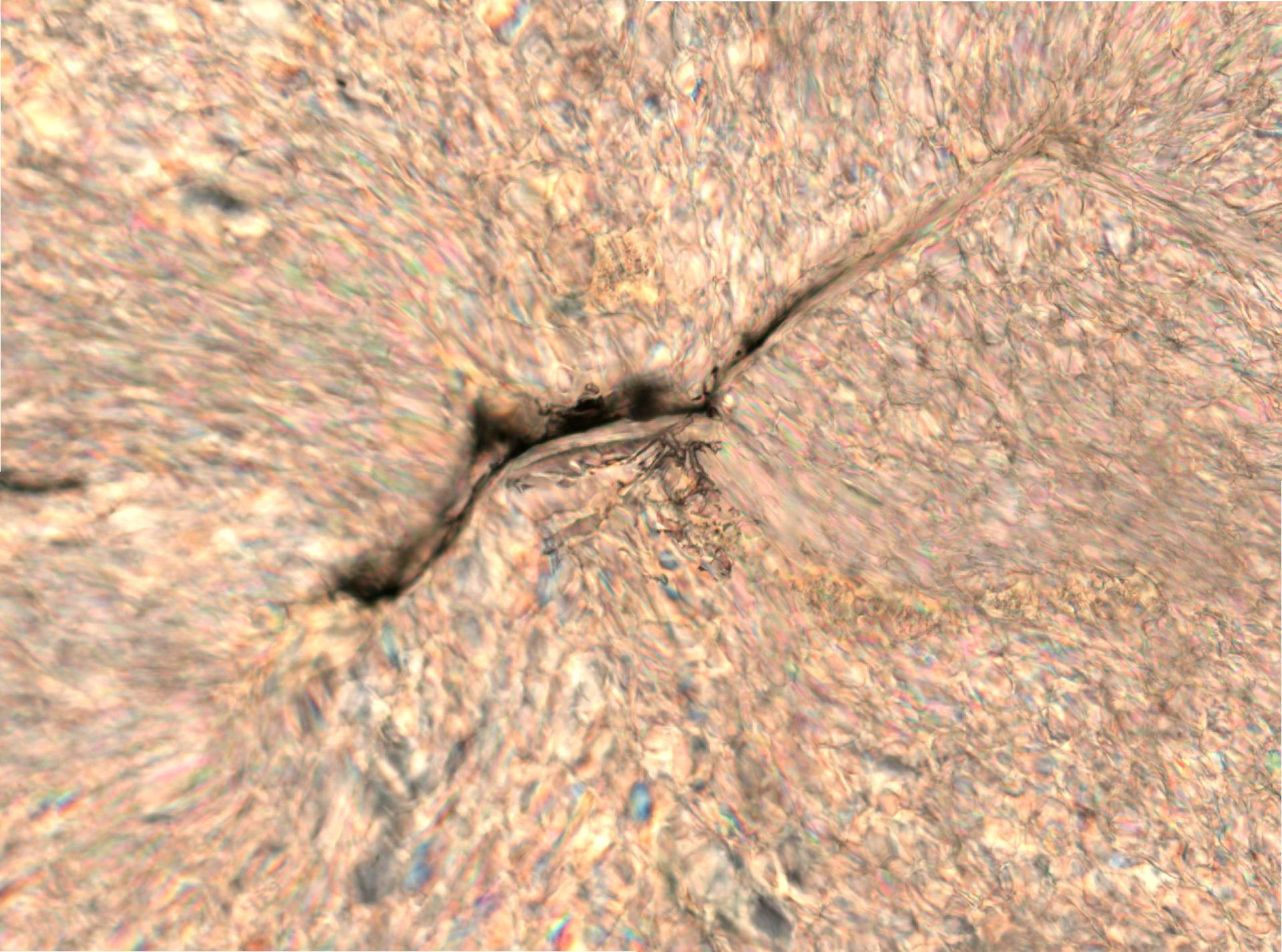 Trichocerca cylindrica image
