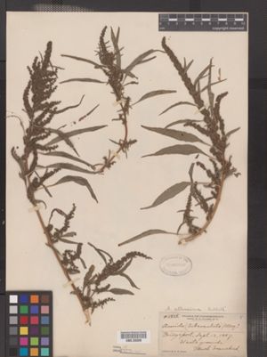 Image of Amaranthus tuberculatus