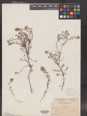 Image of Thymus serpyllum