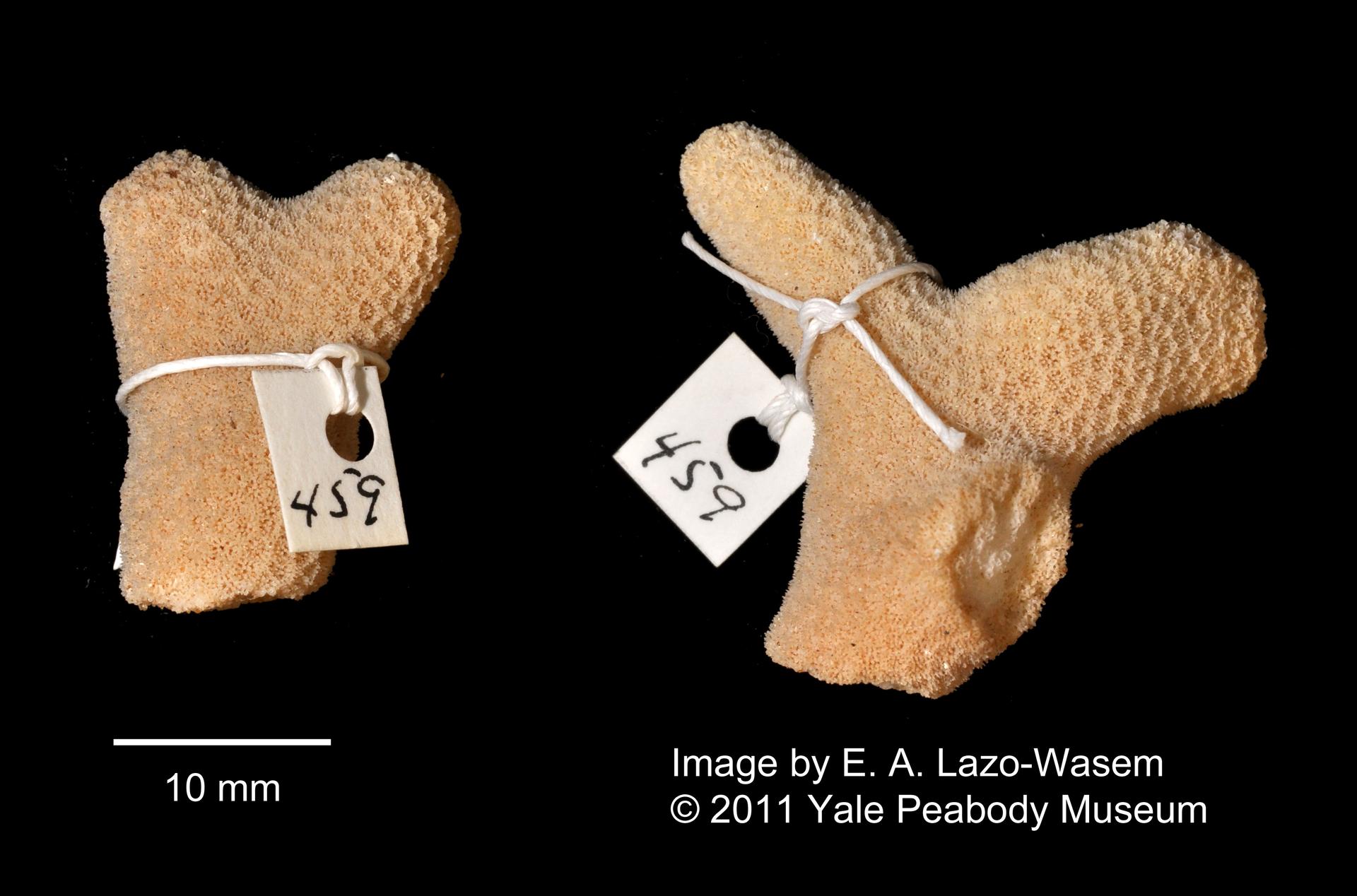 To Yale Peabody Museum of Natural History (YPM IZ 000459.CN)