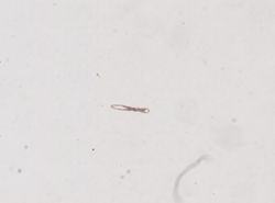 Protohydra leuckarti image