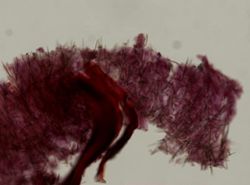 Clathria pennata image