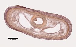 Amphiporus leuciodus image