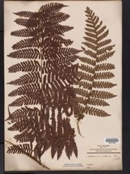 Megalastrum villosum image