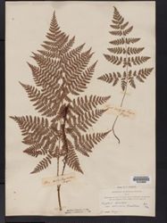 Dryopteris campyloptera image