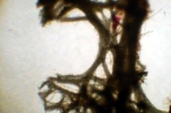 Echinodictyum dendroides image