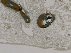 Ianthella flabelliformis image