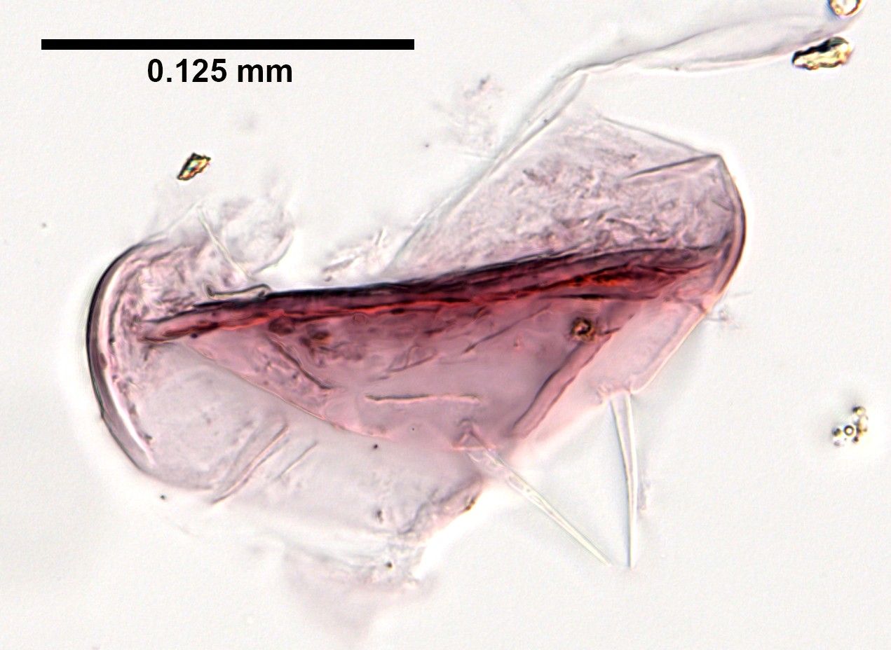 Hyalella azteca image