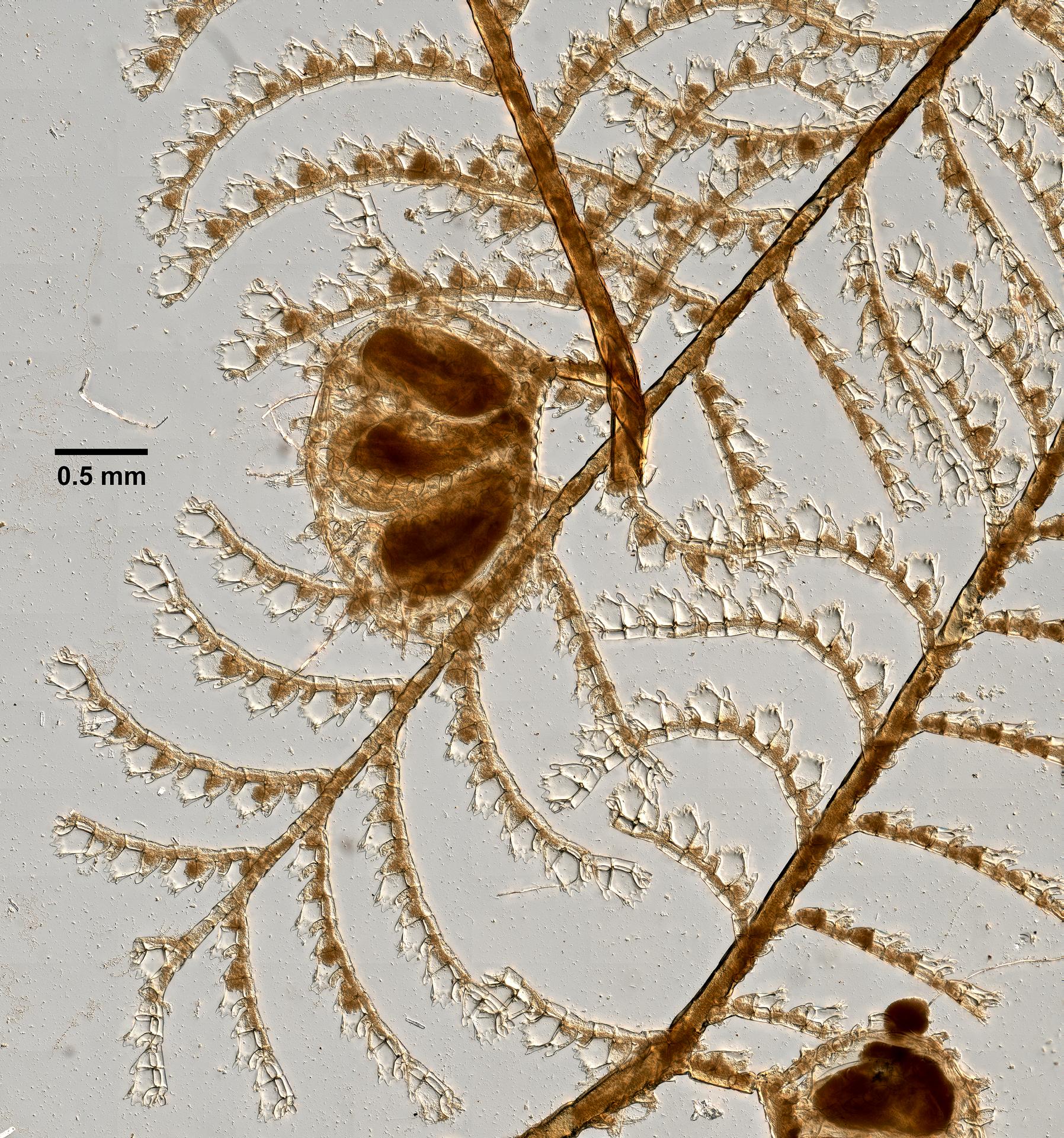 Aglaophenia latecarinata image