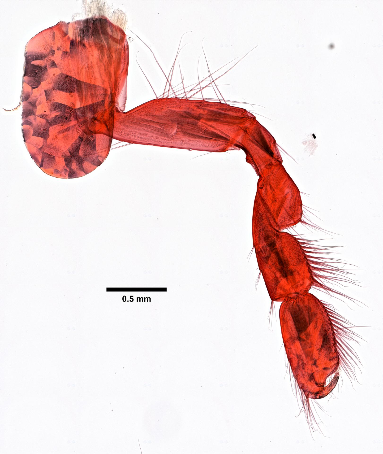 Marinogammarus obtusatus image