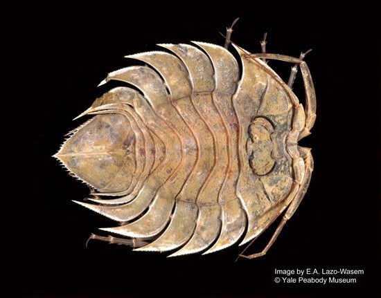 Serolidae image