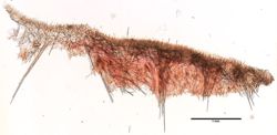 Polymastia boletiformis image