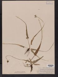 Asplenium rhizophyllum image