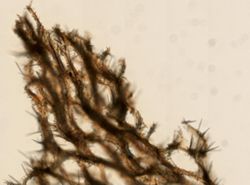 Clathria virgultosa image