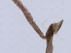 Leucosolenia botryoides image