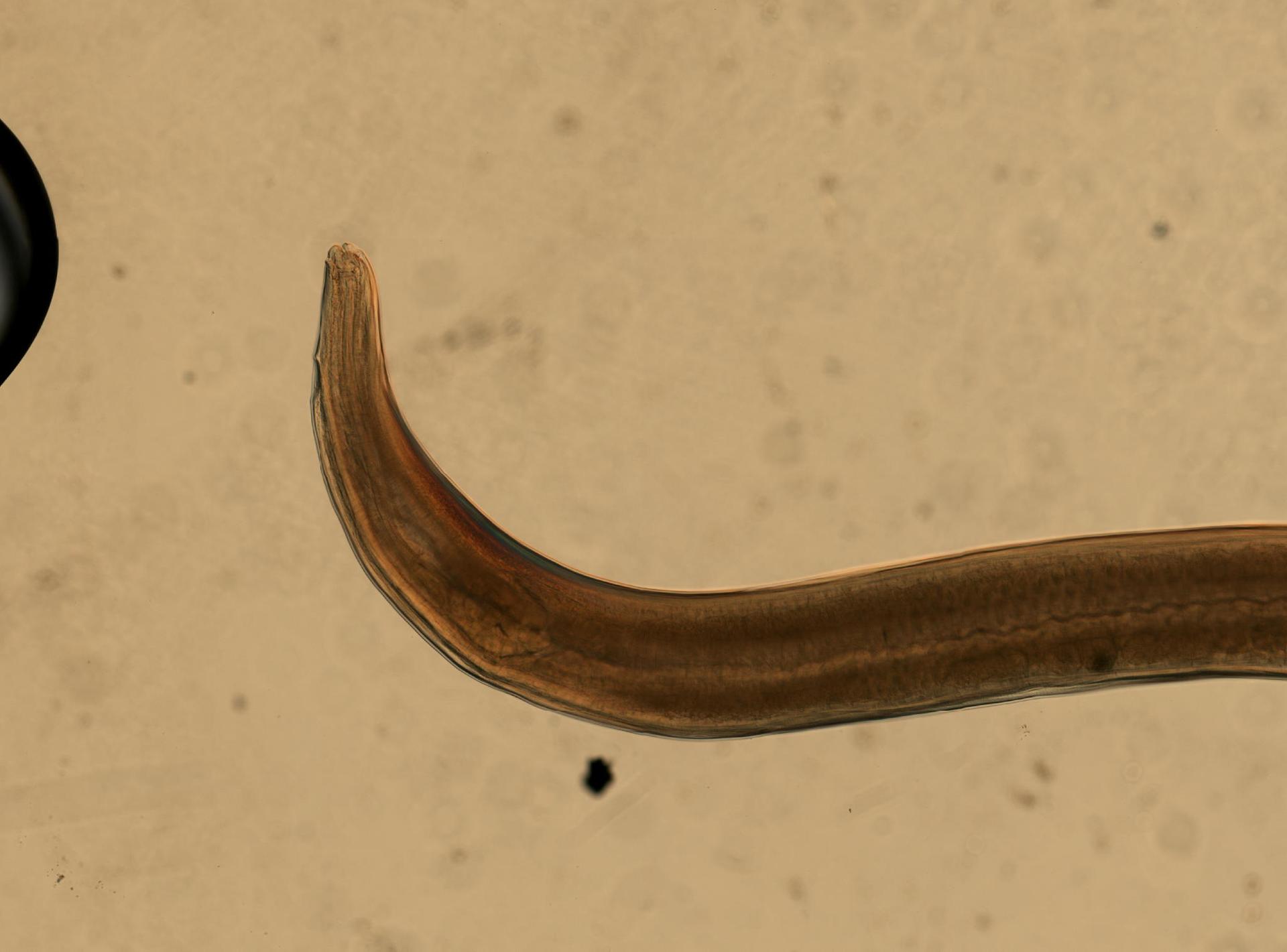 Heterakidae image