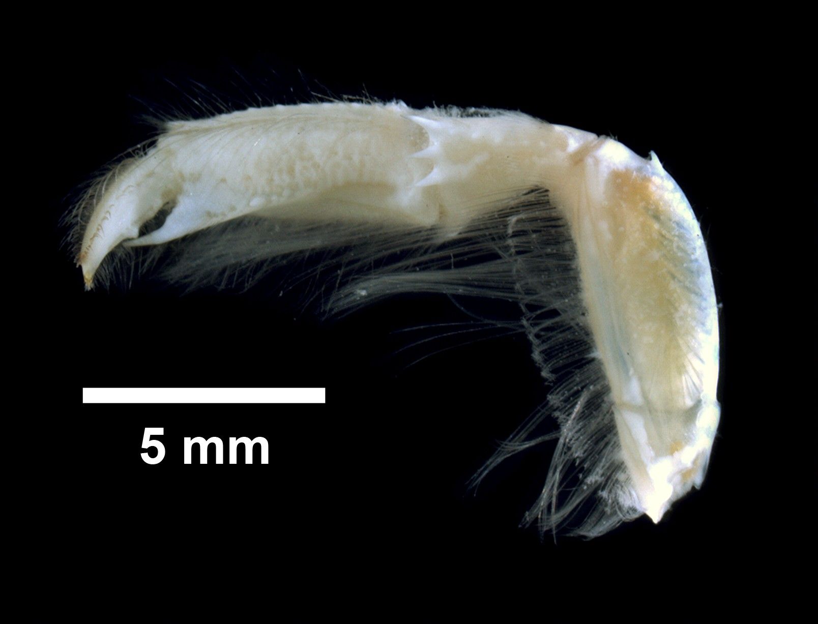 Upogebia affinis image