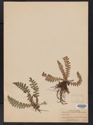 Dryopteris viscidula image