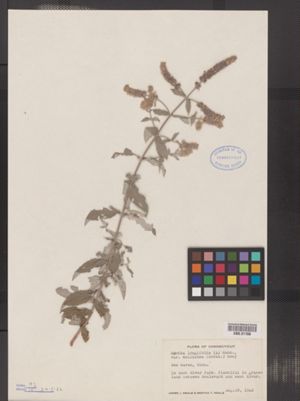 Mentha longifolia var. mollissima image