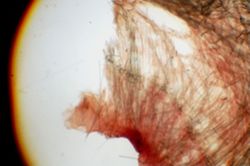 Rhabdastrella fibrosa image